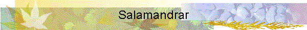 Salamandrar