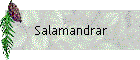 Salamandrar
